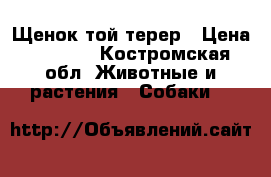 Щенок той терер › Цена ­ 3 000 - Костромская обл. Животные и растения » Собаки   